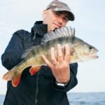 fish, perch, freshwater fish, angler, nature, fisherman, fishing, predatory fish, predator anglers, artificial bait, water, lake, fish, freshwater fish, fisherman, fisherman, fisherman, fisherman, fisherman, fishing, fishing